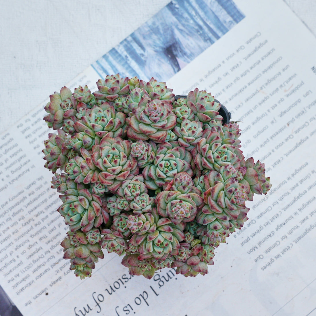 3'' Echeveria Caramel Spirit, Rare Live Succulent Plants