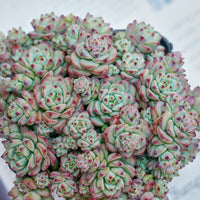 3'' Echeveria Caramel Spirit, Rare Live Succulent Plants