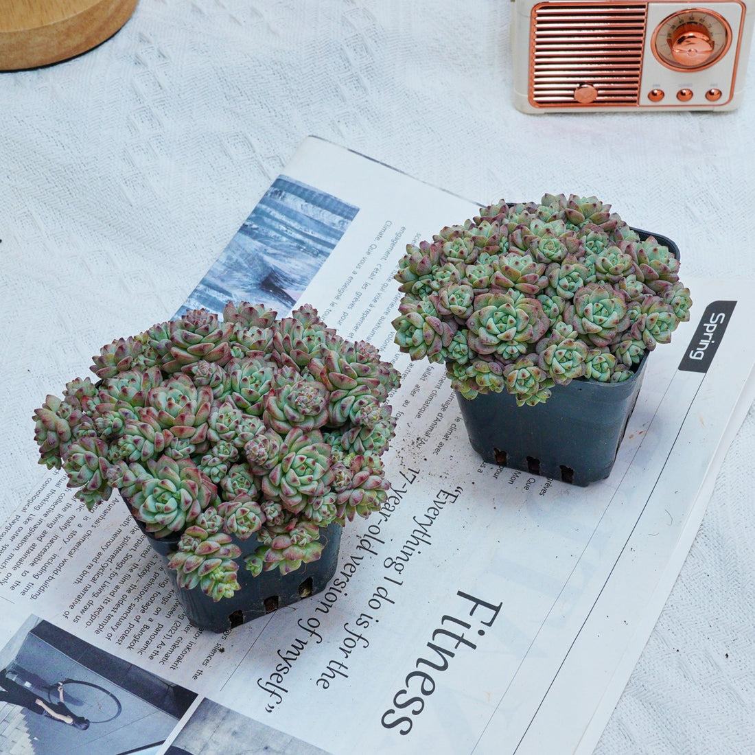3'' Echeveria Caramel Spirit, Rare Live Succulent Plants