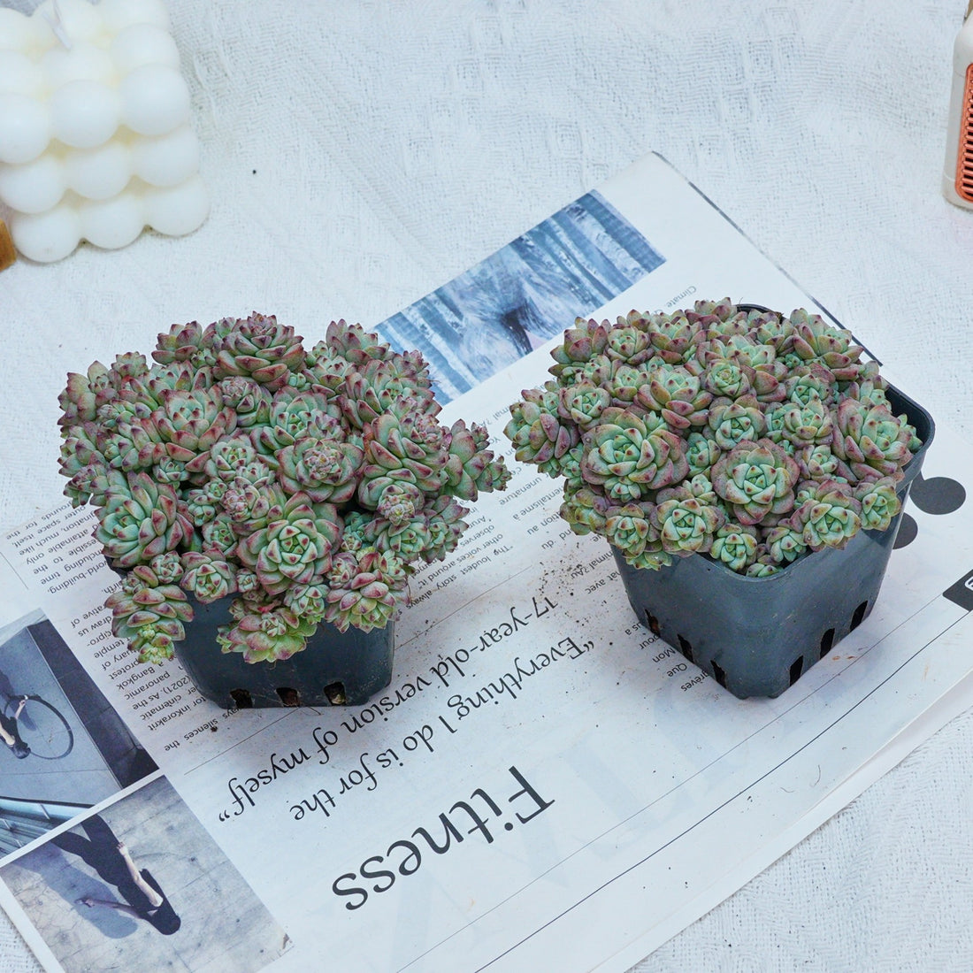 3'' Echeveria Caramel Spirit, Rare Live Succulent Plants
