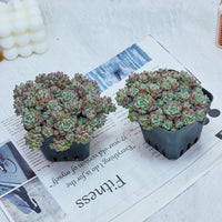 3'' Echeveria Caramel Spirit, Rare Live Succulent Plants