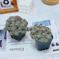 3'' Echeveria Caramel Spirit, Rare Live Succulent Plants