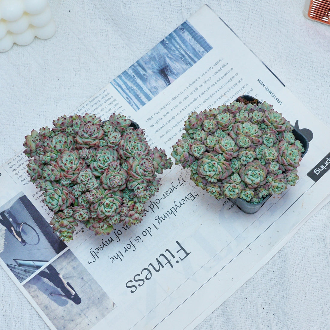 3'' Echeveria Caramel Spirit, Rare Live Succulent Plants