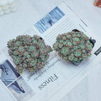 3'' Echeveria Caramel Spirit, Rare Live Succulent Plants