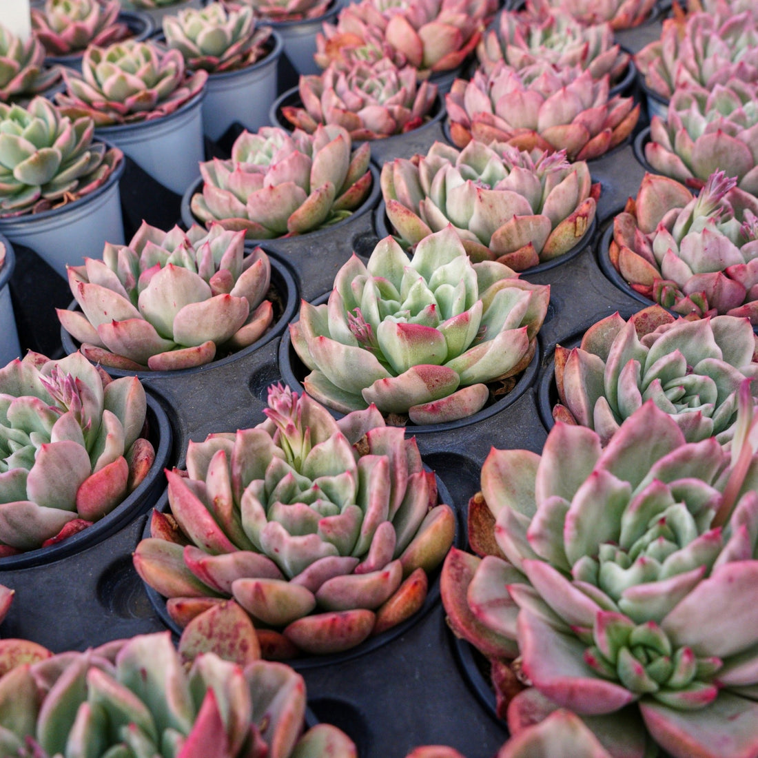 4'' Echeveria Floreana Variegated, Rare Live Succulent Plants