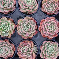 4'' Echeveria Floreana Variegated, Rare Live Succulent Plants