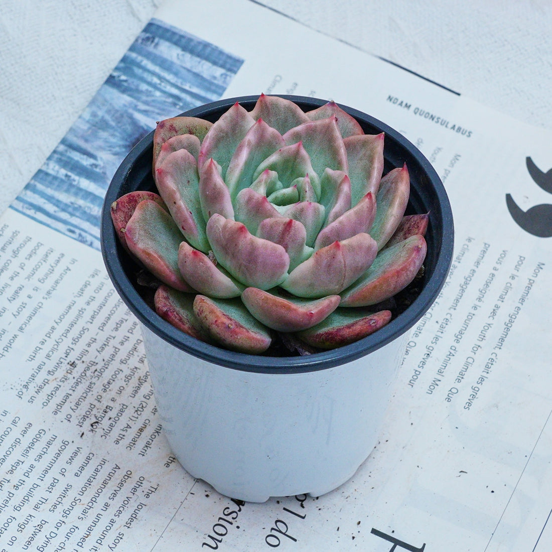 4'' Echeveria Floreana Variegated, Rare Live Succulent Plants