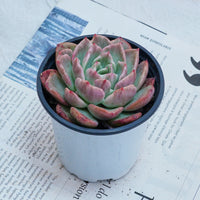 4'' Echeveria Floreana Variegated, Rare Live Succulent Plants