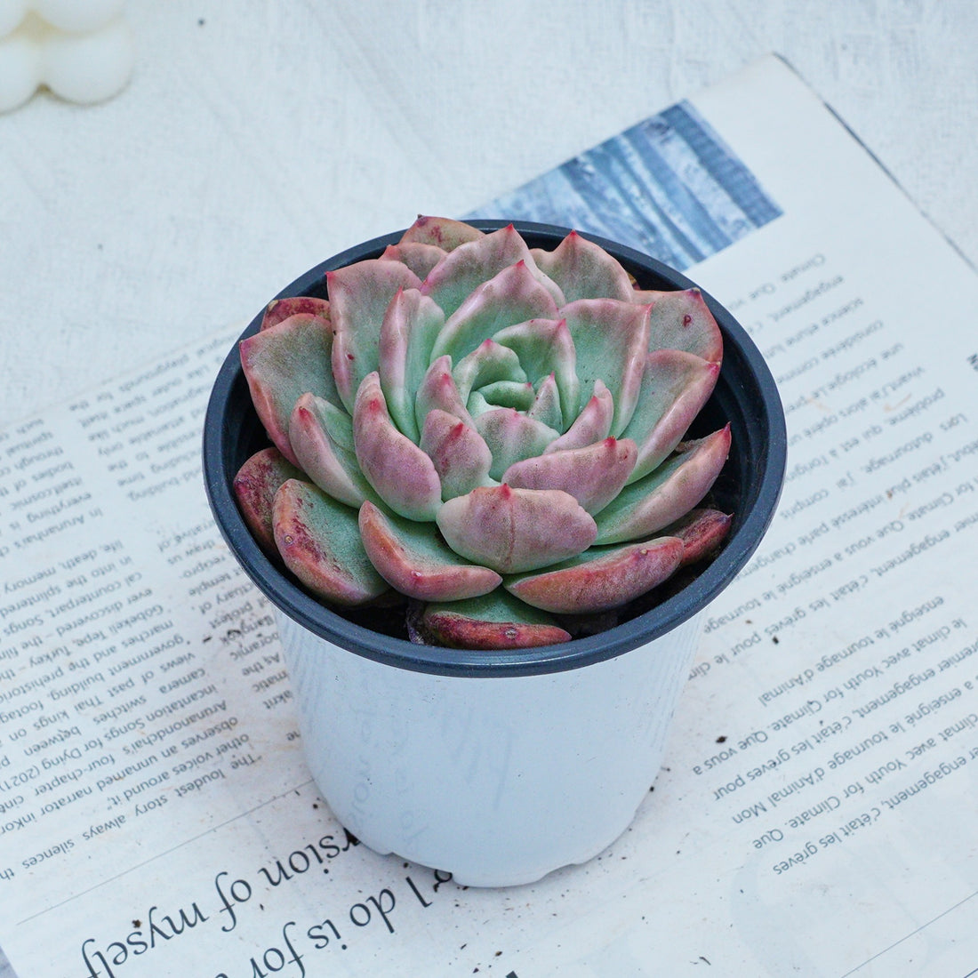 4'' Echeveria Floreana Variegated, Rare Live Succulent Plants