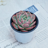 4'' Echeveria Floreana Variegated, Rare Live Succulent Plants