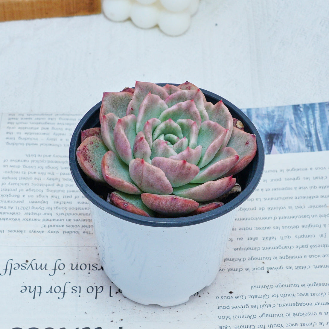 4'' Echeveria Floreana Variegated, Rare Live Succulent Plants