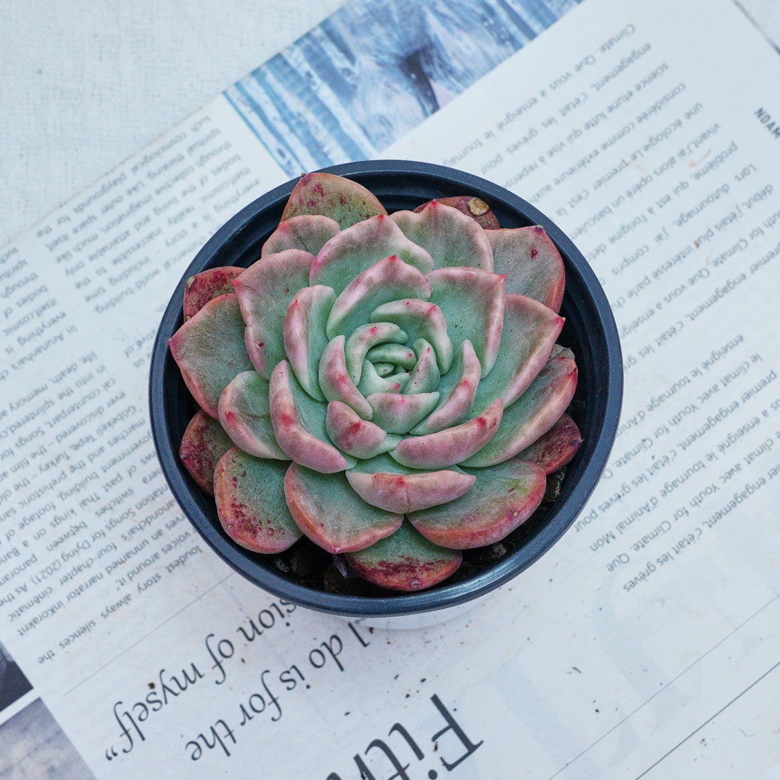 4'' Echeveria Floreana Variegated, Rare Live Succulent Plants