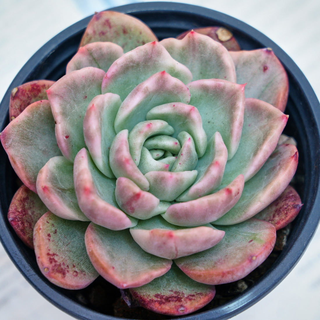 4'' Echeveria Floreana Variegated, Rare Live Succulent Plants