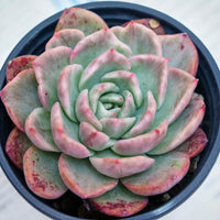 4'' Echeveria Floreana Variegated, Rare Live Succulent Plants