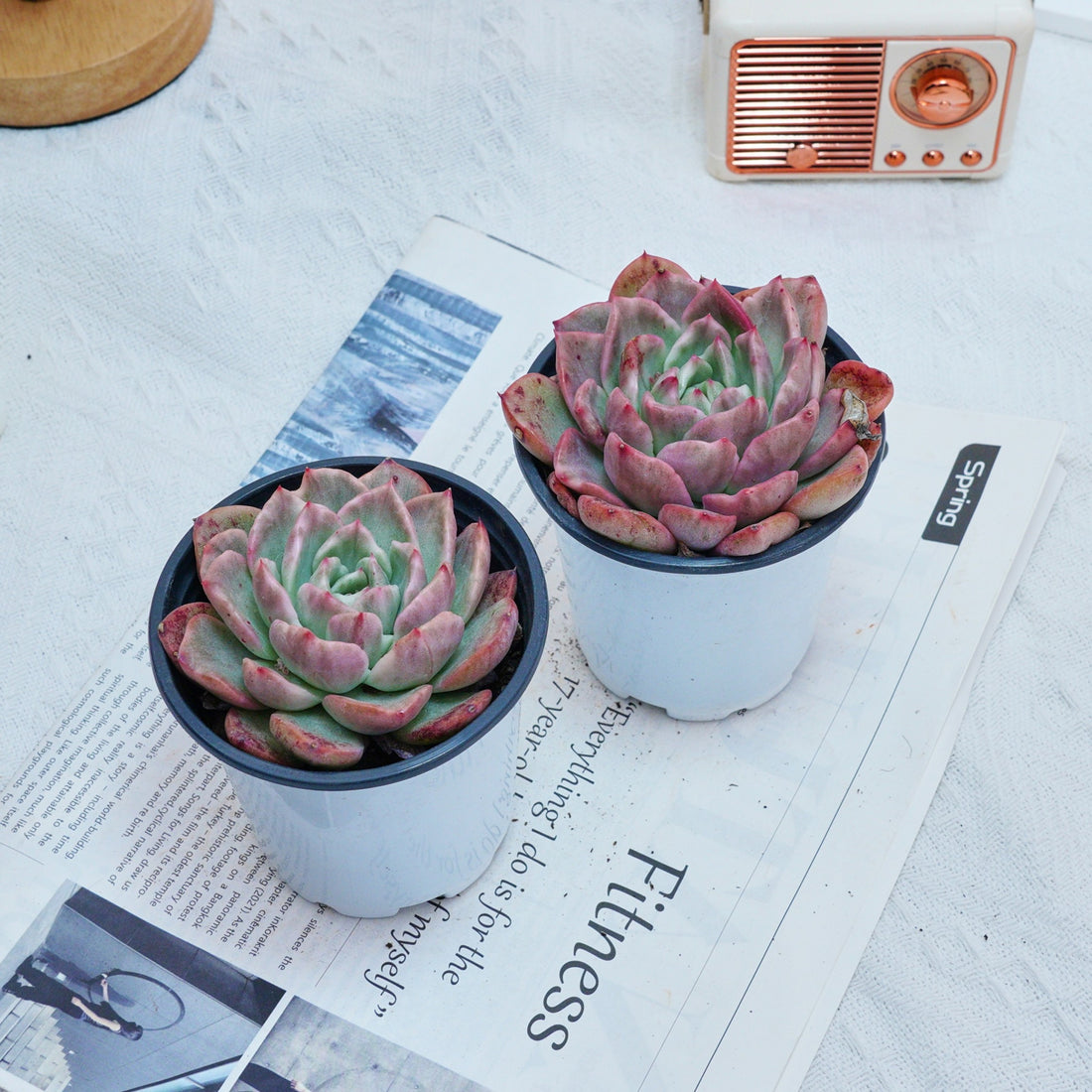 4'' Echeveria Floreana Variegated, Rare Live Succulent Plants