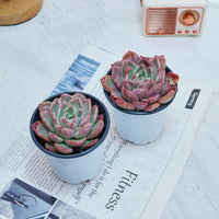 4'' Echeveria Floreana Variegated, Rare Live Succulent Plants