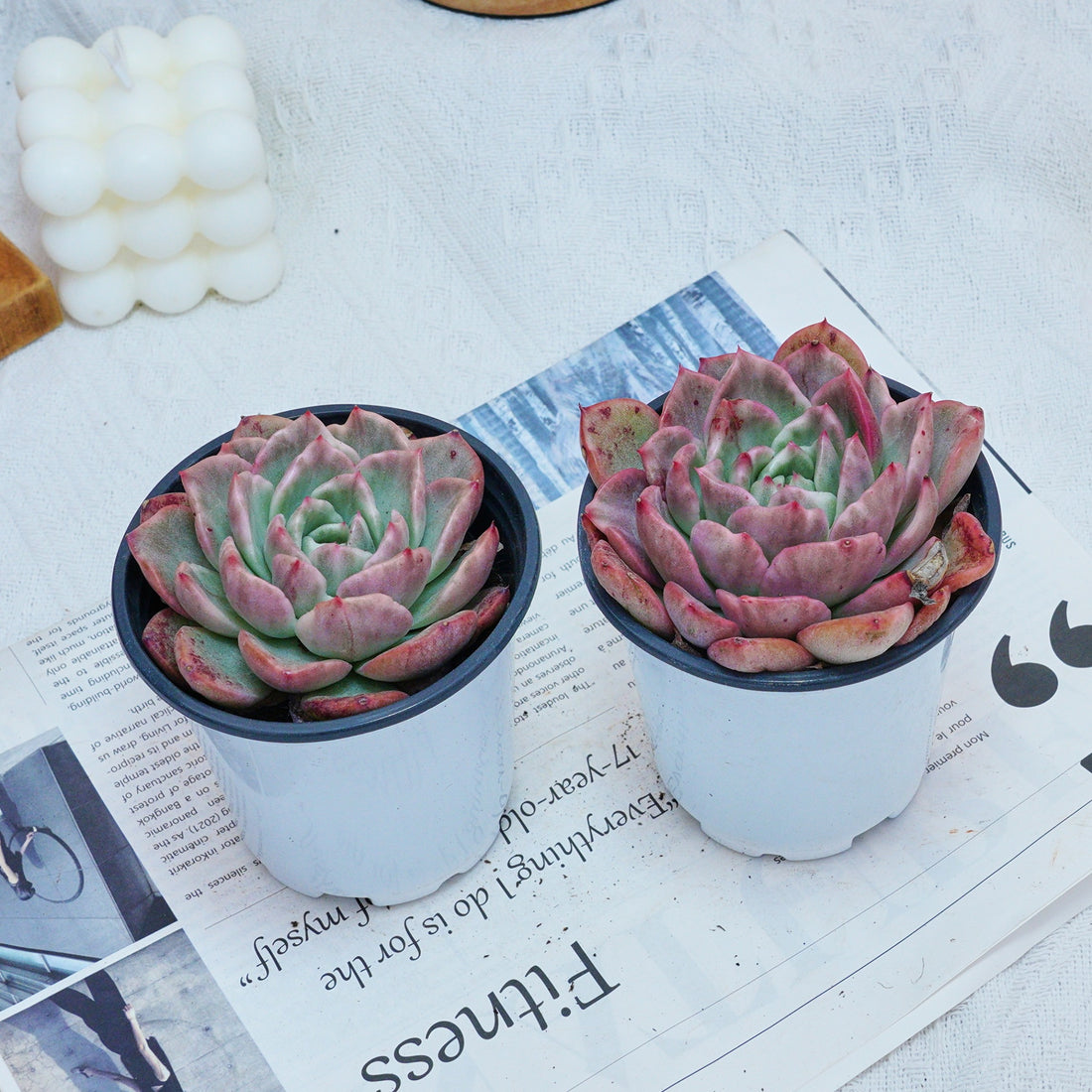 4'' Echeveria Floreana Variegated, Rare Live Succulent Plants