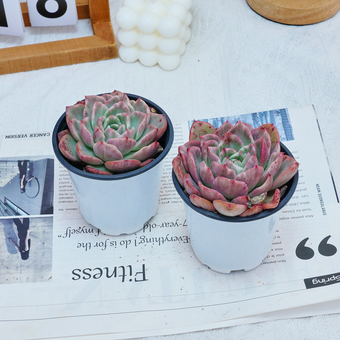 4'' Echeveria Floreana Variegated, Rare Live Succulent Plants