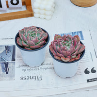 4'' Echeveria Floreana Variegated, Rare Live Succulent Plants