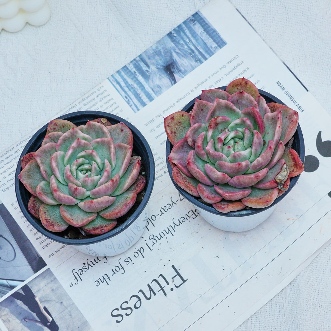4'' Echeveria Floreana Variegated, Rare Live Succulent Plants