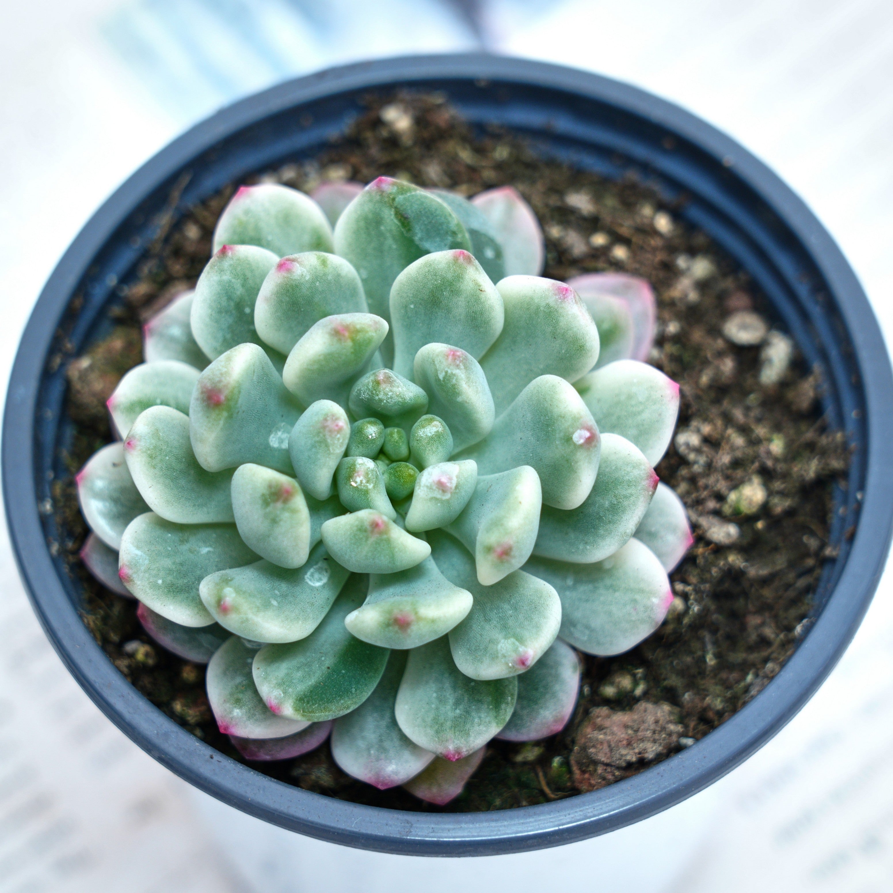 blue apple succulent 3'' Echeveria Blue Apple Variegated, Rare Live Succulent Plants –  cocosucculent
