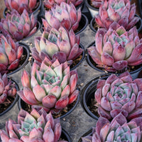4'' Echeveria Colorata Brandtii, Rare Live Succulent Plants