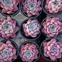 4'' Echeveria Colorata Brandtii, Rare Live Succulent Plants