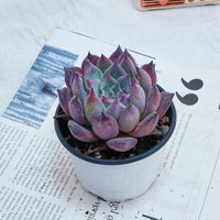 4'' Echeveria Colorata Brandtii, Rare Live Succulent Plants