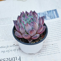 4'' Echeveria Colorata Brandtii, Rare Live Succulent Plants