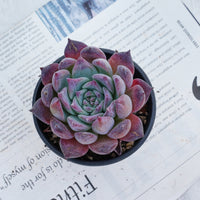 4'' Echeveria Colorata Brandtii, Rare Live Succulent Plants