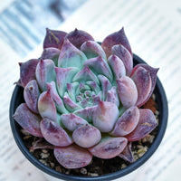 4'' Echeveria Colorata Brandtii, Rare Live Succulent Plants