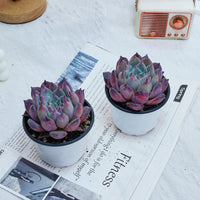 4'' Echeveria Colorata Brandtii, Rare Live Succulent Plants