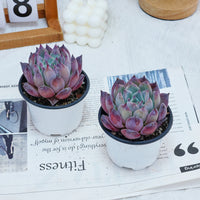 4'' Echeveria Colorata Brandtii, Rare Live Succulent Plants