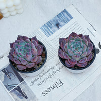 4'' Echeveria Colorata Brandtii, Rare Live Succulent Plants