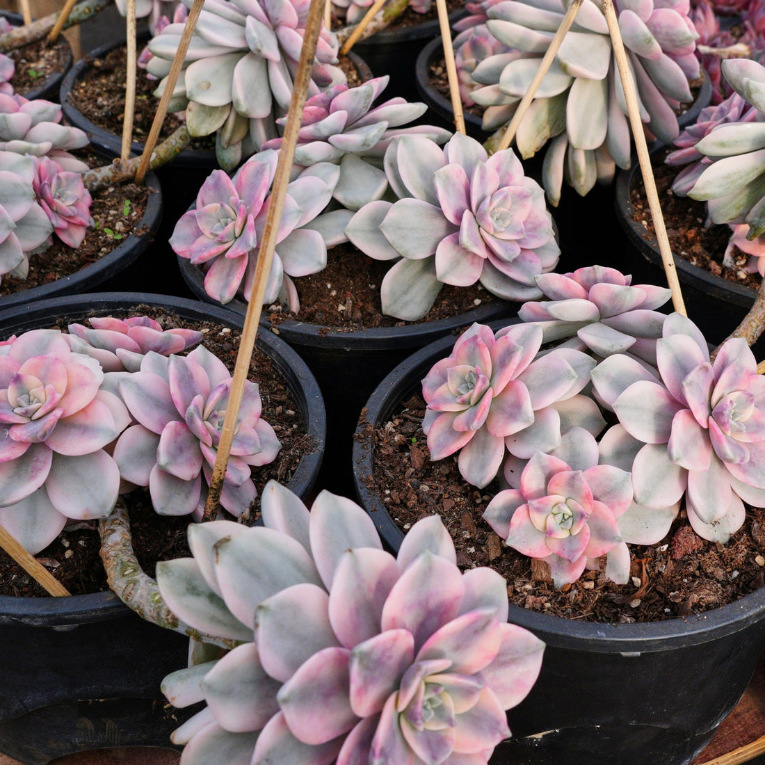 8'' Graptopetalum Purple Delight Variegated, Rare Live Succulent Plants