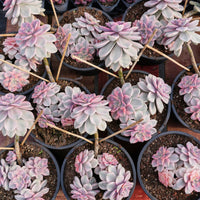 8'' Graptopetalum Purple Delight Variegated, Rare Live Succulent Plants