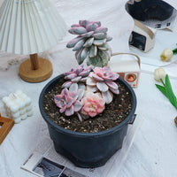 8'' Graptopetalum Purple Delight Variegated, Rare Live Succulent Plants