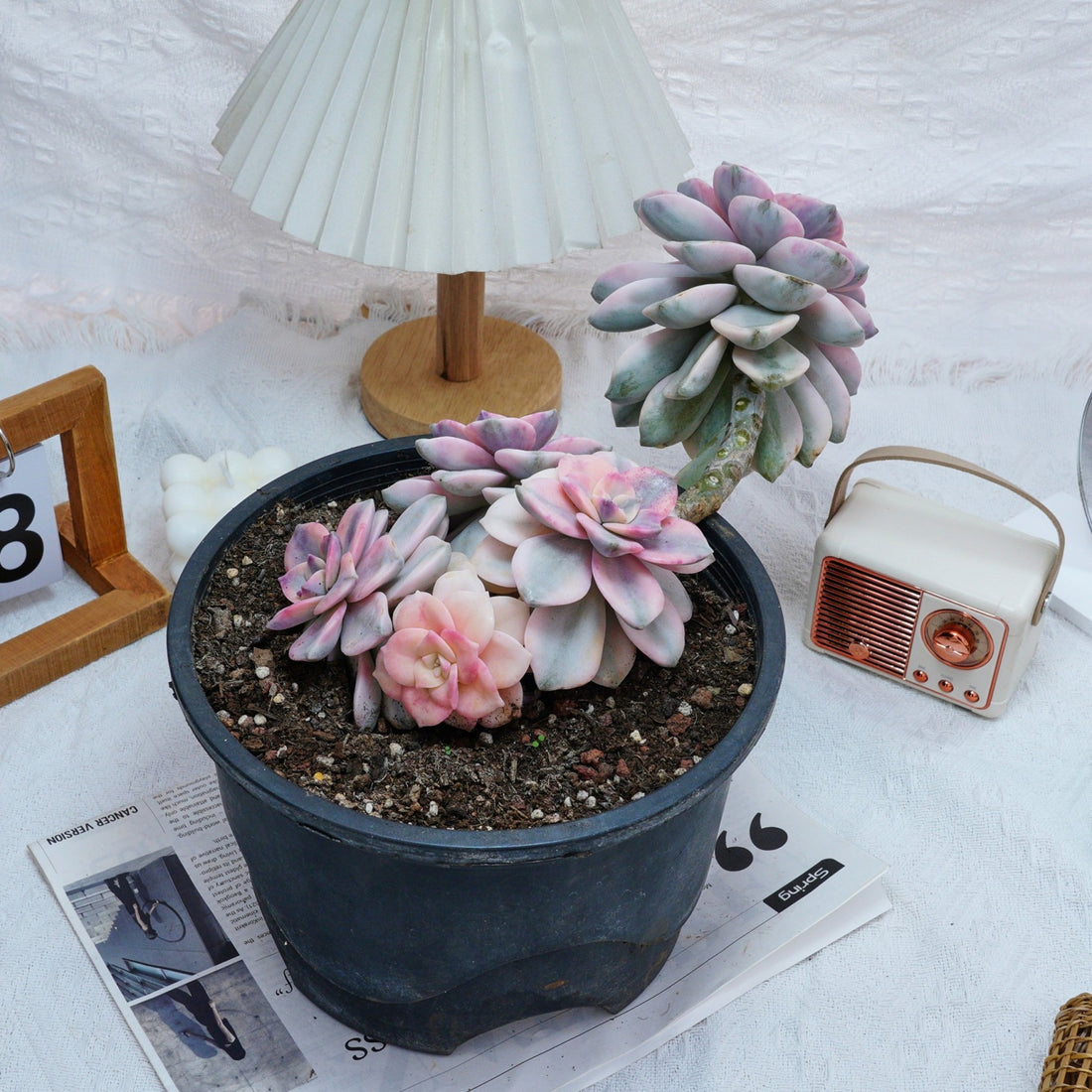 8'' Graptopetalum Purple Delight Variegated, Rare Live Succulent Plants