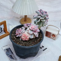 8'' Graptopetalum Purple Delight Variegated, Rare Live Succulent Plants