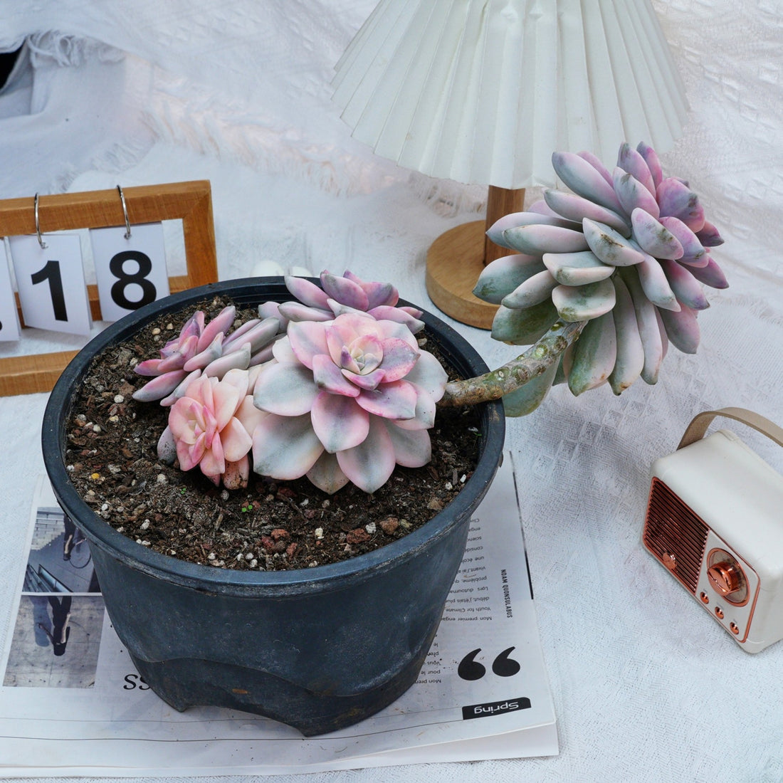 8'' Graptopetalum Purple Delight Variegated, Rare Live Succulent Plants