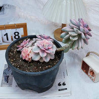8'' Graptopetalum Purple Delight Variegated, Rare Live Succulent Plants
