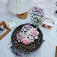 8'' Graptopetalum Purple Delight Variegated, Rare Live Succulent Plants