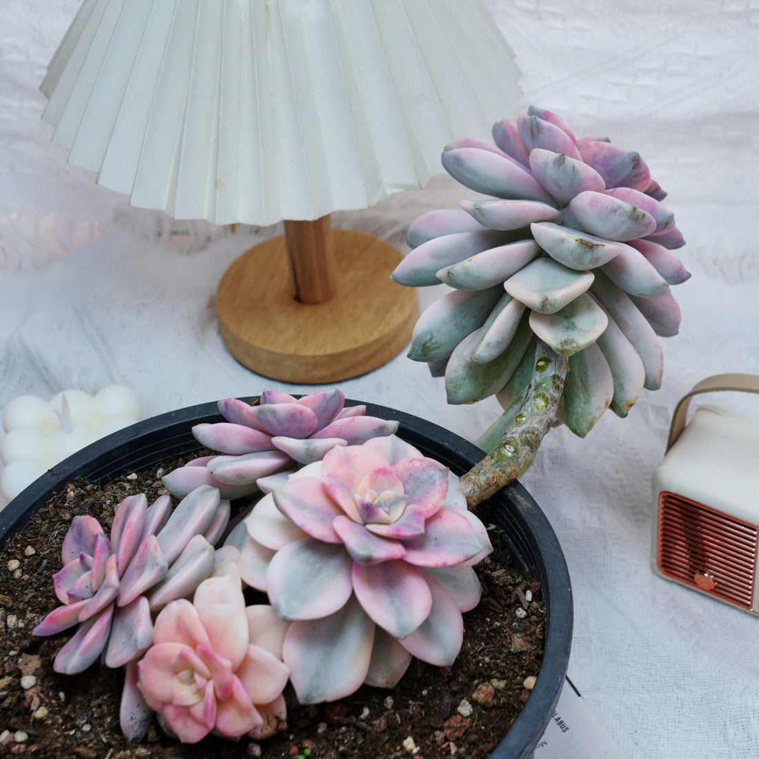8'' Graptopetalum Purple Delight Variegated, Rare Live Succulent Plants