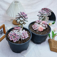 8'' Graptopetalum Purple Delight Variegated, Rare Live Succulent Plants