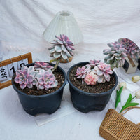 8'' Graptopetalum Purple Delight Variegated, Rare Live Succulent Plants