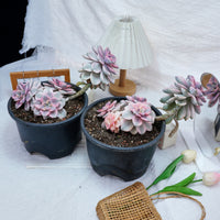 8'' Graptopetalum Purple Delight Variegated, Rare Live Succulent Plants