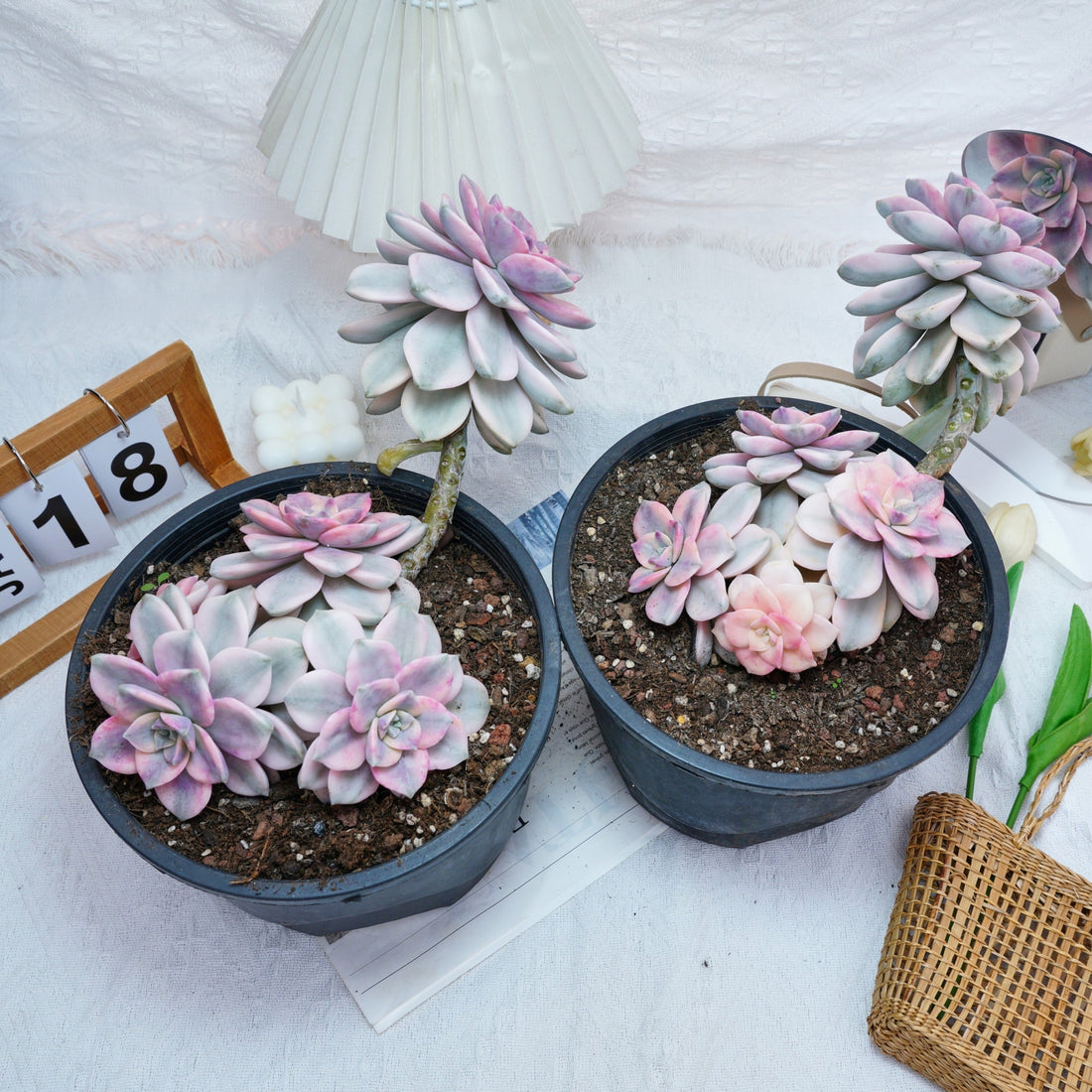 8'' Graptopetalum Purple Delight Variegated, Rare Live Succulent Plants