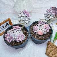 8'' Graptopetalum Purple Delight Variegated, Rare Live Succulent Plants