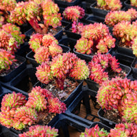 3'' Sedeveria Letizia Crested, Rare Live Succulent Plants