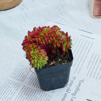 3'' Sedeveria Letizia Crested, Rare Live Succulent Plants